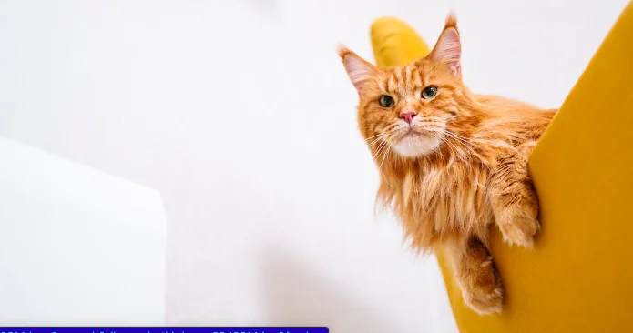 Ecco la mostra felina più attesa